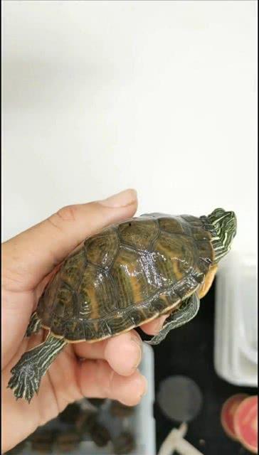 国产乌龟视频大全可爱,可爱视频大全来袭