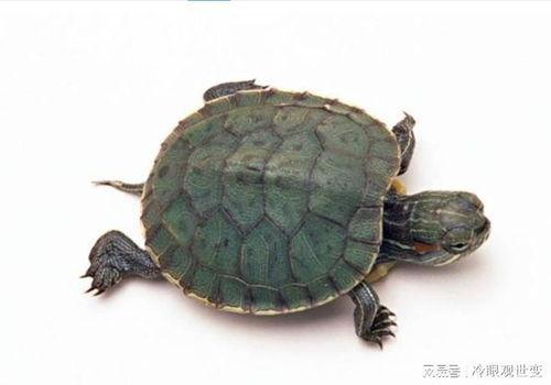 国产乌龟视频大全可爱,可爱视频大全来袭