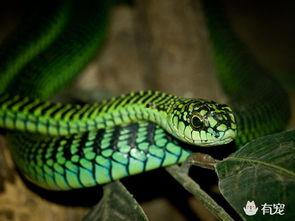 国产蛇宠物介绍视频教程,视频教程带你轻松入门