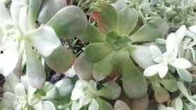 完全国产视频水梅100,探寻民族文化的瑰宝与传承