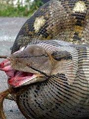 国产大蟒蛇换电池视频大全,视频大全揭秘操作技巧 第1张 国产大蟒蛇换电池视频大全,视频大全揭秘操作技巧 第1张