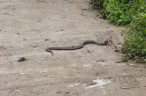 国产大蟒蛇换电池视频大全,视频大全揭秘操作技巧 第3张 国产大蟒蛇换电池视频大全,视频大全揭秘操作技巧 第3张