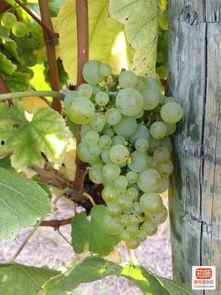 在线葡萄视频国产,在线葡萄视频引领国产影视新潮流 第1张 在线葡萄视频国产,在线葡萄视频引领国产影视新潮流 第1张