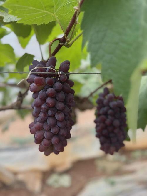 在线葡萄视频国产,在线葡萄视频引领国产影视新潮流 第2张 在线葡萄视频国产,在线葡萄视频引领国产影视新潮流 第2张