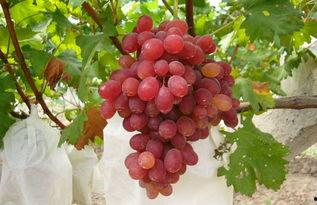 在线葡萄视频国产,在线葡萄视频引领国产影视新潮流 第3张 在线葡萄视频国产,在线葡萄视频引领国产影视新潮流 第3张