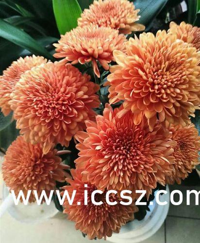 榴莲视频国产色板下载  第2张